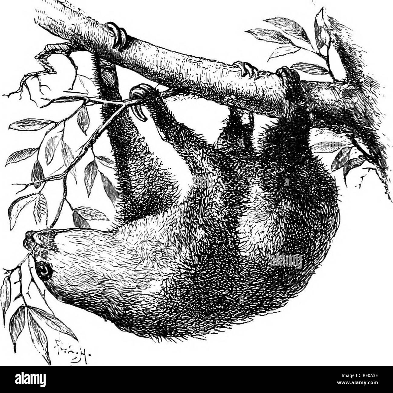 . An introduction to the study of mammals living and extinct. Mammals. i8o EDENTATA arboreal in habits, vegetable feeders, and limited geographically to the forest regions of South and Central America. The Sloths, as the animals of this family are called on account of the habitual sluggishness of their movements, are the most strictly arboreal of all mammals, living entirely among the branches of trees, usually hanging luider them, with their backs downwards (Fig. 58), and clinging to them with the simple hook-like organs to which the terminations of all their Hmbs are reduced. &quot;When they Stock Photo