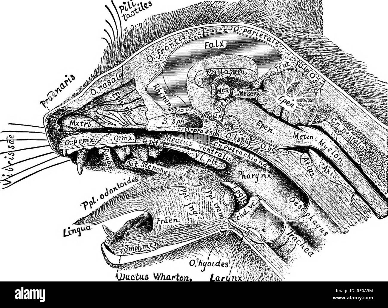 Axis vertebra and human Black and White Stock Photos & Images Alamy