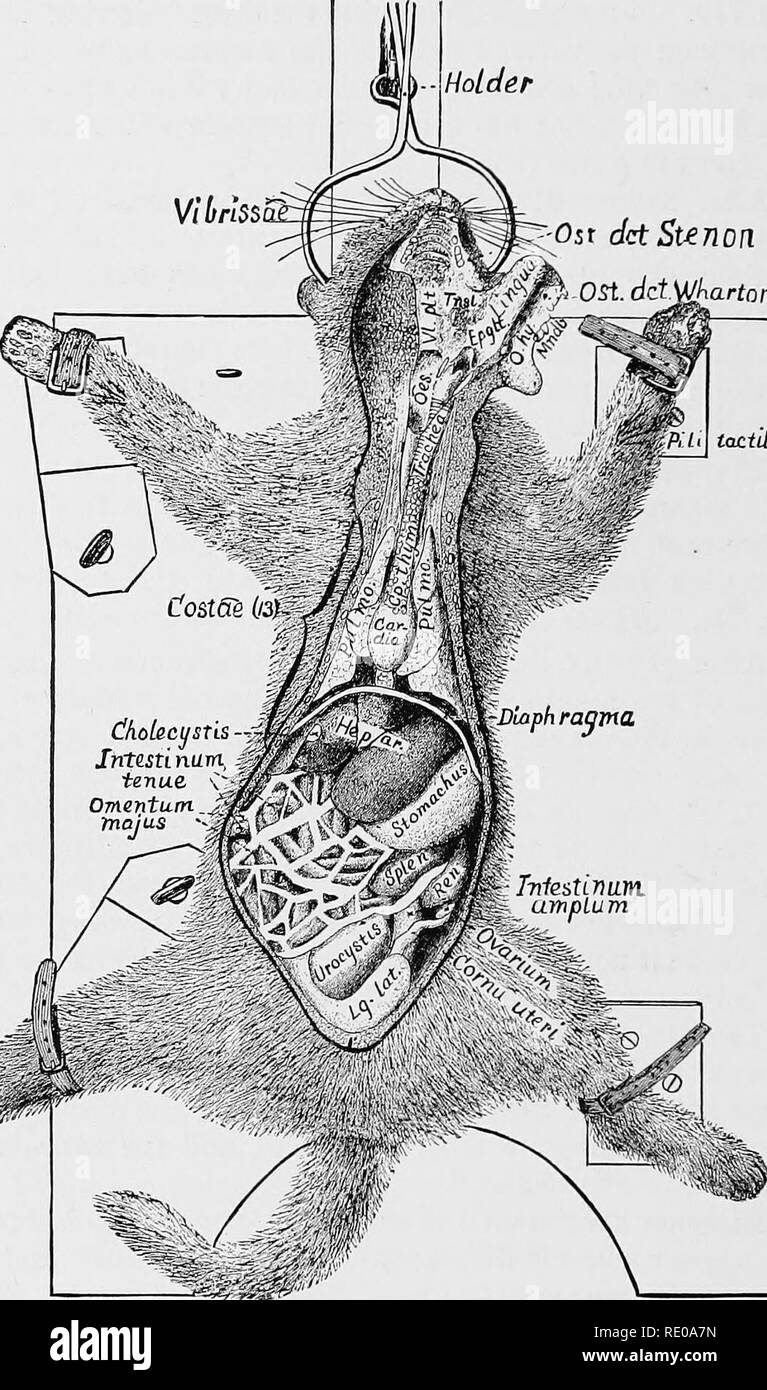 . Anatomical technology as applied to the domestic cat; an introduction to human, veterinary, and comparative anatomy. Cats; Dissection; Mammals. 376 ANATOMICAL TECBNOLOOT. Holder Osr dctStenon ^1 Ost dd-VJkartnn. tactdea. Fig. 77.—General View of the Viscera. ; x .35. phragma, az.—^Diaphragm, &quot;midriff.&quot; Epglt., Epiglottis, az. Hepar, az.—Liver. Pointed Holder. Intestinum amplum, az.— Large intestine. Intestinum Tenue, az.—Small intestine. Lg. lat., Iiigamentum laterale.—Lateral ligament of the iirocystis.. Please note that these images are extracted from scanned page images that may Stock Photo