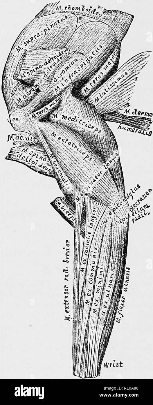 . Anatomical technology as applied to the domestic cat; an introduction to human, veterinary, and comparative anatomy. Cats; Dissection; Mammals. 254 ANATOMICAL TECHNOLOGY. Biceps (§ 691).—After transection, the distal part of this was left in place; the proximal part is hidden, but appears in Fig. 75. BrachiaKs (§ 693).—The somewhat thin ectal margin of this flexor of the amtebrachiTun gives no adequate idea of its size and the extent of its origin area (Fig. 68). Extensor digitorum communis (§ 697).— The origin areas of this and of the ex. minimi (§ 698) and ex. ulnaris (§ 699) are closely g Stock Photo