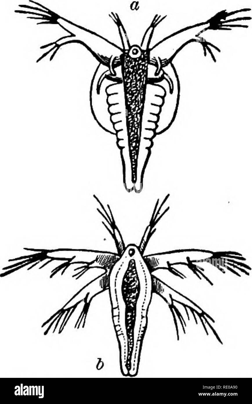 . Zoology for high schools and colleges. Zoology. Fig. 2iZ.—Lepidurus CoueHi, side and dorsal view, natural Fig, 242.—Apas WQualis, natural size. large and in the male adapted for clasping. In Thamnocephalus (Fig. 245, T. hrachyurus Packard, from Kansas) there is a singular shrub- like projection of the front of the head, and the abdomen is spatulate or spoon-shaped at the end. Bran- chinectes Coloradensis Pack. (Fig. 246) is a Kocky Mountain form. f}s- ^i.-a, r.arv. ,t Apia can- „, , . , .•' . , . 1. enformU. — After Zaddach. *, Ihe brine - shrimp, Artemia, Ivres NmpWaaot ArtemiasaUnaofEu- Ol Stock Photo