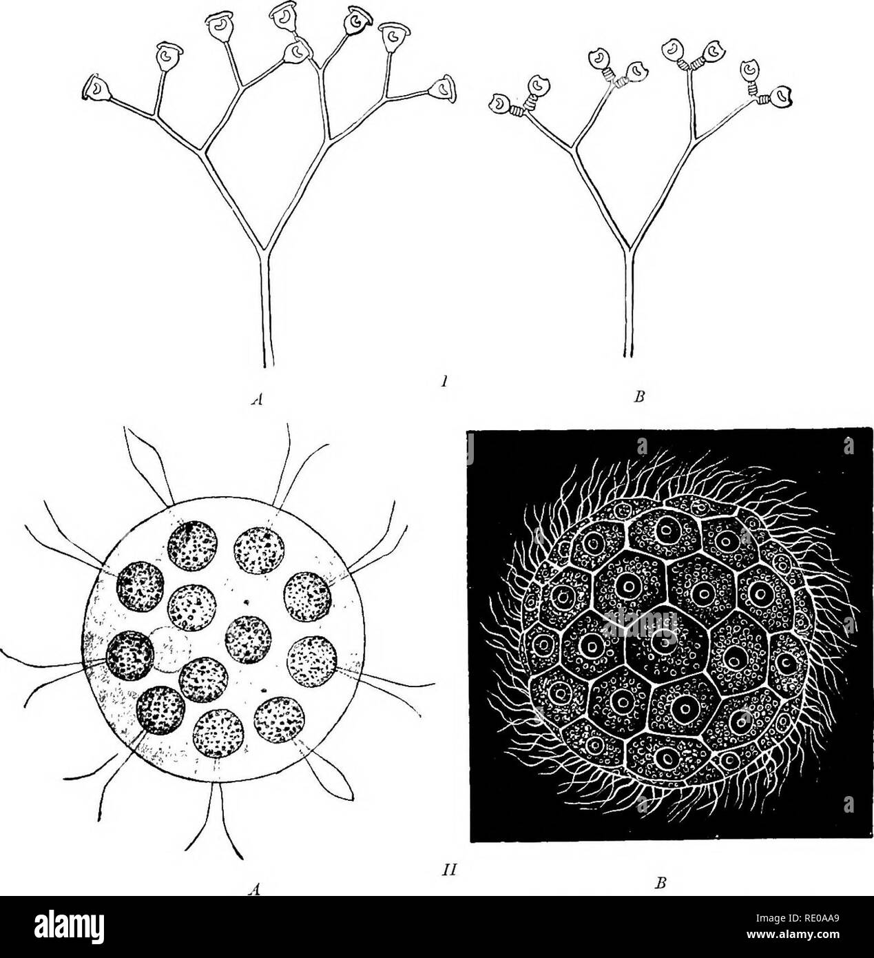 Primitive mechanism hires stock photography and images Alamy