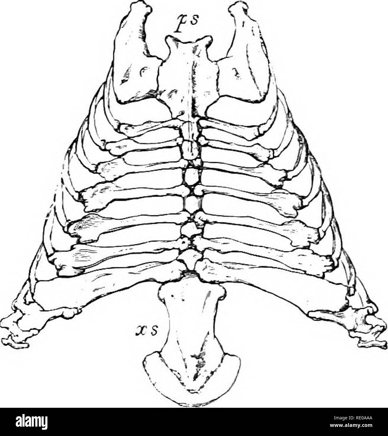 Capitulum On Rib . An introduction to the study of mammals living and extinct. Mammals ...