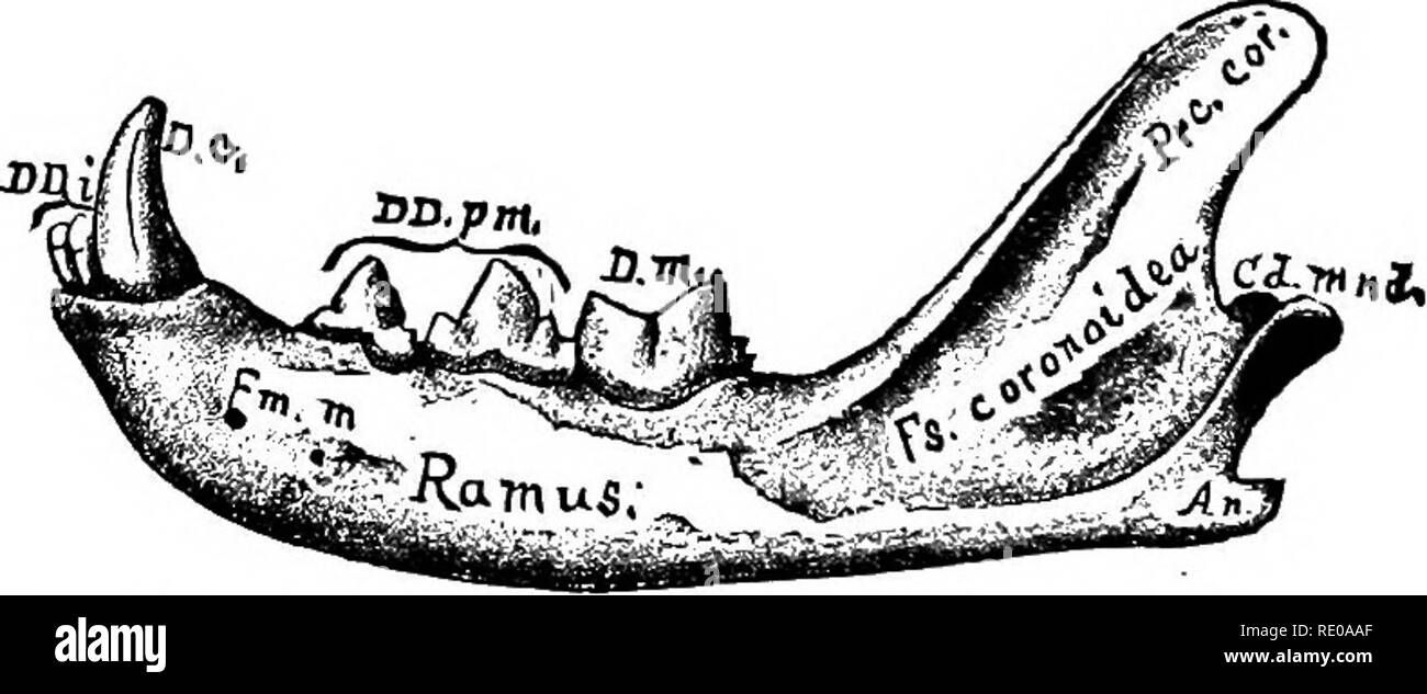 . Anatomical technology as applied to the domestic cat; an introduction to human, veterinary, and comparative anatomy. Cats; Dissection; Mammals. cplLCuni, Fig. 60.—Dokso-caudal View op the Lamina Cribeosa and the Sinus Feontalis ; X 1.5. § 555. Fig. 61—Preparation.— After the removal of the soft parts (§ 250, B), the rami were separated at the symphysis menti (Fig. 62). § 556. An. (Angulus) mandibularis.- Mandibular angle. Cd. mndb., Condylus mandibularis.- The condyle or arthral head of the mandible (Fig. 62). D. m., Dens molaris.—Molar tooth. DD. pm., Dentes praemolares—Praemolar teeth.—The Stock Photo