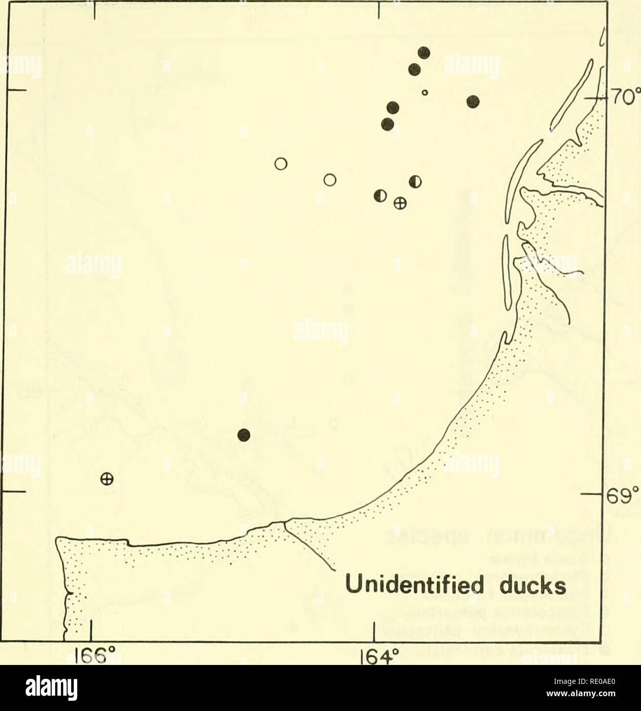 . An Ecological survey in the eastern Chukchi Sea : September-October 1970. Marine ecology -- Chukchi Sea; Oceanography -- Chukchi Sea; Chukchi Sea. Figure 11.—Distribution of unidentified ducks seen at a distance in the studr area, 22 September-17 October 1970. See also Figures 7, 8 and 14. 139. Please note that these images are extracted from scanned page images that may have been digitally enhanced for readability - coloration and appearance of these illustrations may not perfectly resemble the original work.. United States. Coast Guard. Oceanographic Unit; Ingham, Merton C. , 1930-. Washin Stock Photo