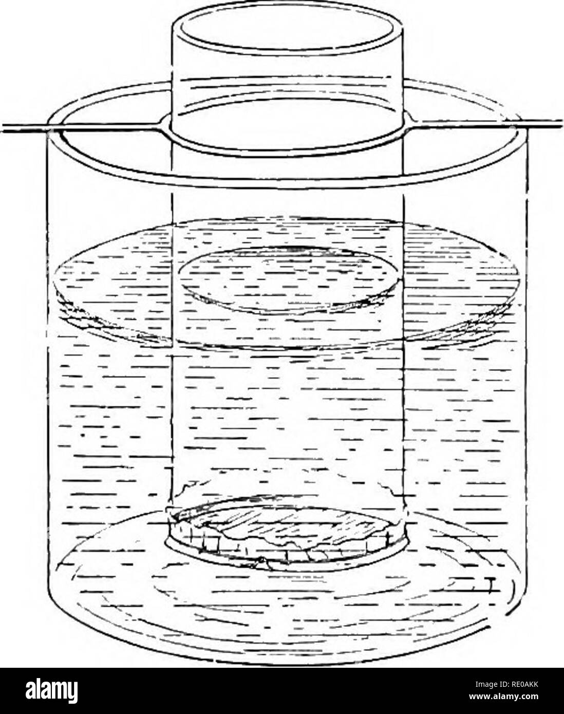 Osmosis Experiment With Carrots Clipart