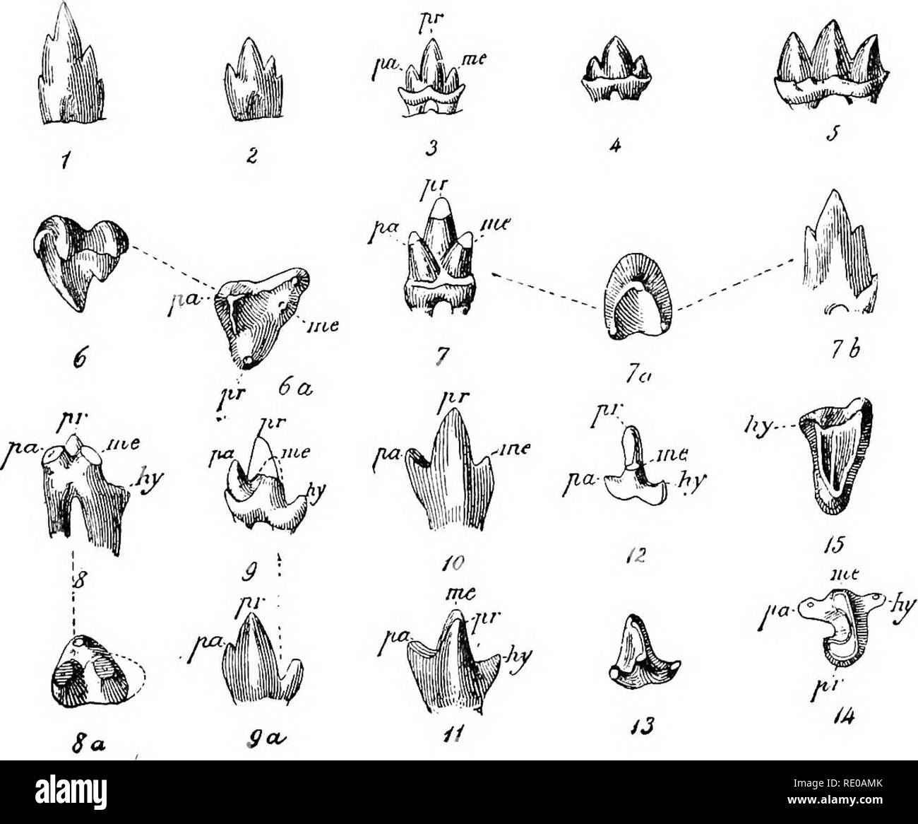 . An introduction to the study of mammals living and extinct. Mammals. DENTAL SYSTEM 31 which the teeth were in the form of almost a quite simple cone; such a presumably primitive type of dentition being apparently retained among some existing Edentates, like the Armadillos, while it is possible that we should regard the dentition of the existing Cetacea (Fig. 2) as a reversion to the same primitive type. None of the Mesozoic mammals at present known exhibit this simple conical type of teeth, although we have an approximation to it in the extremely generalised genus Dromatherium. Starting then Stock Photo