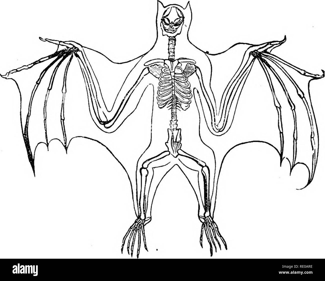 Vertebrate animals skeleton Black and White Stock Photos & Images - Alamy
