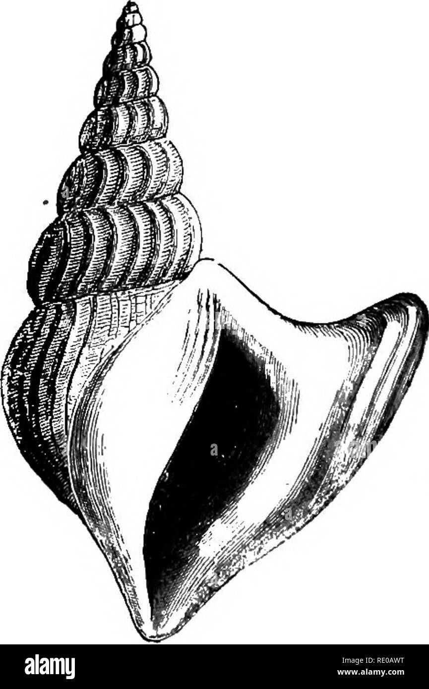 . Zoology for high schools and colleges. Zoology. Fig 18i.. Fig. 183. Fig. 180.—A Whelk. Buccintmi cretaceum. Labrador. Fig, 181.—AWhellc. Buccinuni ciliatum.—After Morse. Fig, 182.—Sttromhus pugilis. West Indies.—From Tenney's Zoology. Fig. 183.—Pelican's Foot. Aporrhais occidentalis. Northern New England.- After Morse.. Please note that these images are extracted from scanned page images that may have been digitally enhanced for readability - coloration and appearance of these illustrations may not perfectly resemble the original work.. Packard, A. S. (Alpheus Spring), 1839-1905. New York, H Stock Photo