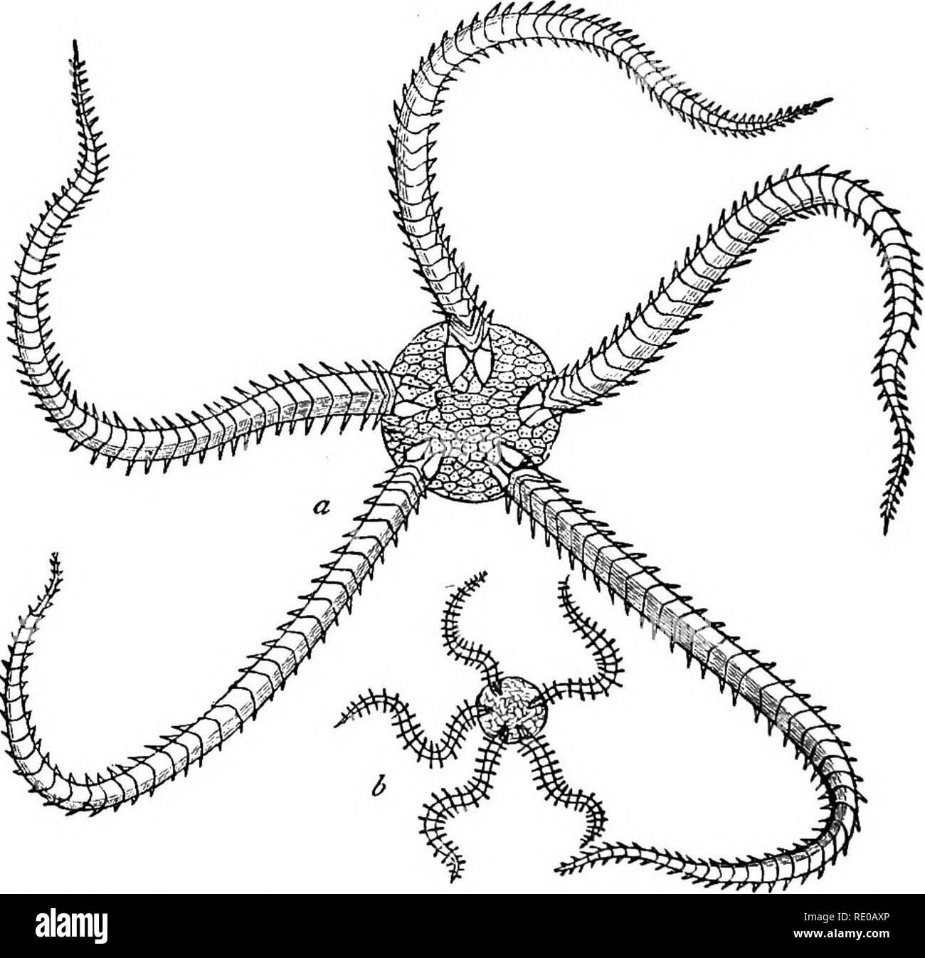 Ophiura Black and White Stock Photos & Images Alamy