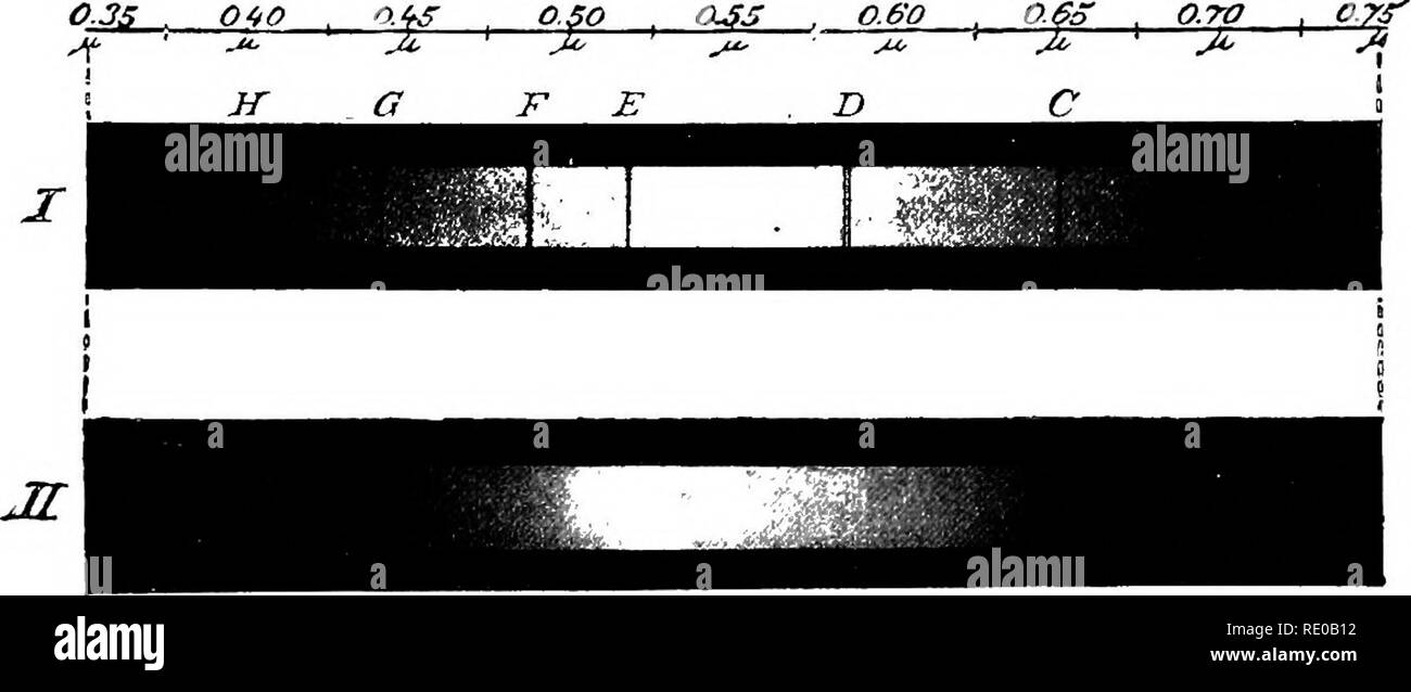 . General physiology; an outline of the science of life. ELEMENTARY VITAL PHENOMENA 255 the cell-metabolism, although R. Dubois ('92) has shown that in certain animals, e.g., the boring mussel Pholas, the substance can be extruded from the body as a cell-product without immediately" losing its luminous power. Phosphorus is an active poison for all living substance ; hence, in the free state, in which it becomes luminous, it is wholly incompatible with the life of the cell. A trace of free phosphorus or luminous compounds of phos- phorus has never been found in luminous animals. Neverthele Stock Photo