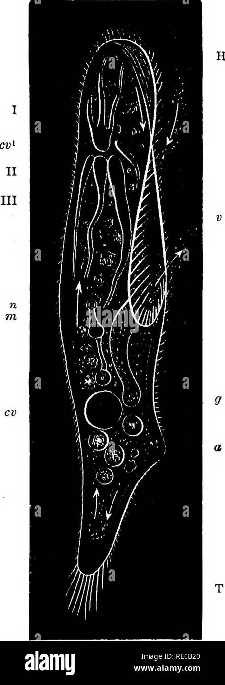 . Zoology for high schools and colleges. Zoology. THE CILIATE INFUSORIA. 35 ers, so that when the organism has by means of its hollow armri or tentacles caught some Infuijorian, the arms con- tract, draw the victim nearer to the Acineta, and when the suckmg disk at the end of the arms has penetrated the skin, the contents of the body of the Inf usorian are sucked into the food-cavity of the Acine- ta ; on the other hand, in some AcinetEe a portion of the arms are simply prehensile. These animals are in their adult phase quite unlike the Flagellata or Ciliata, but the young are developed within Stock Photo