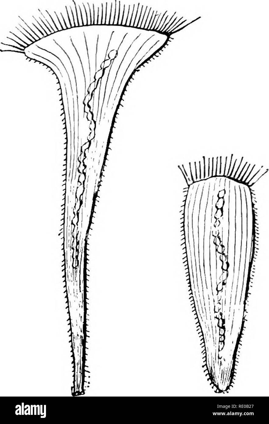 Muscle cell structure Black and White Stock Photos & Images - Alamy