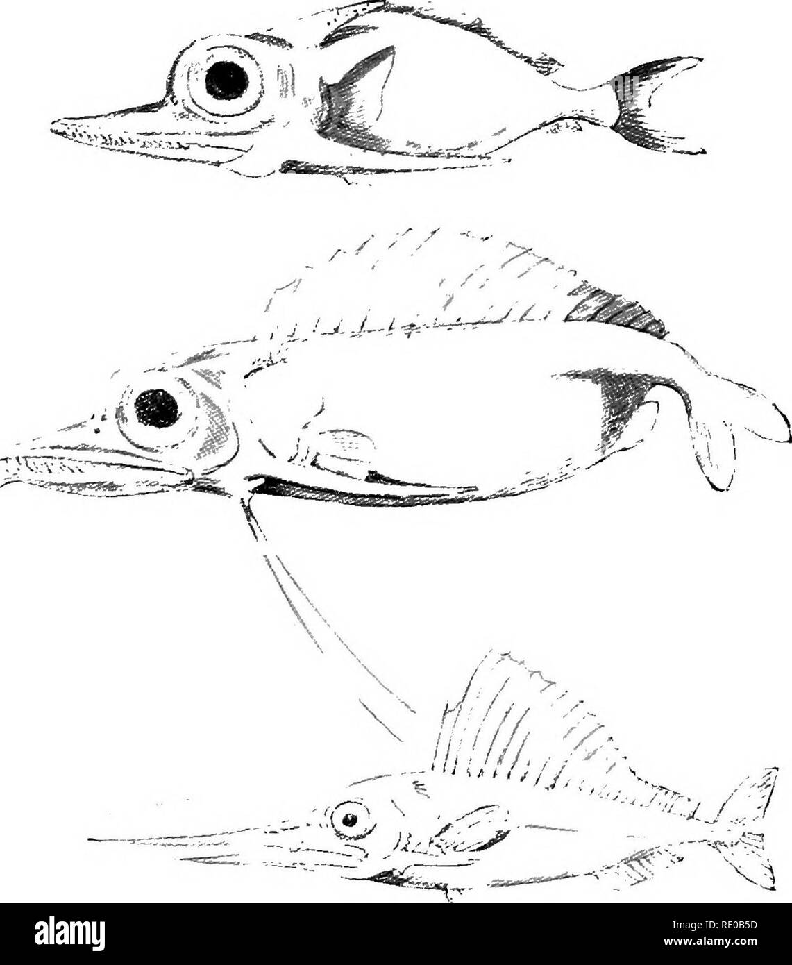 The infancy of animals. Animal behavior; Natural history. YOUNG SWORD-FISH  (after Giinther). In the size of the eye, the spines which project  backwards from, the head, and in the development of