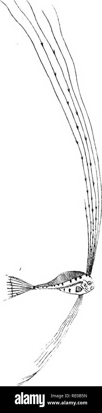 Ribbon fish Black and White Stock Photos & Images - Alamy