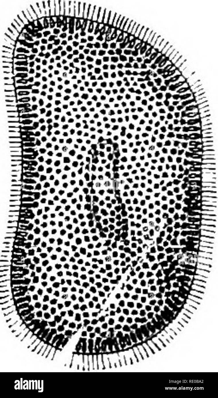 . General physiology; an outline of the science of life. . Fig. 26 ...