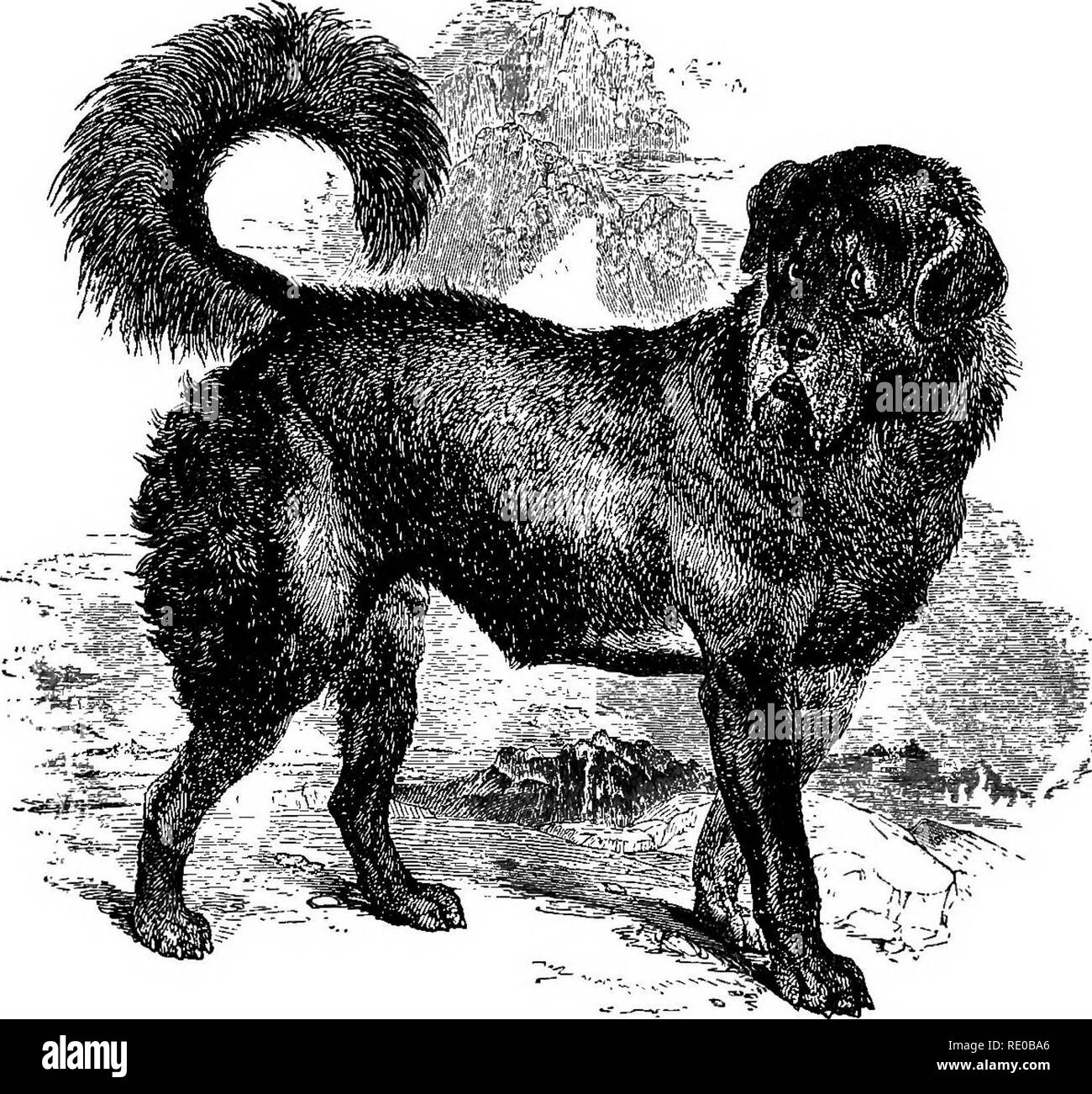 coursing mastiff
