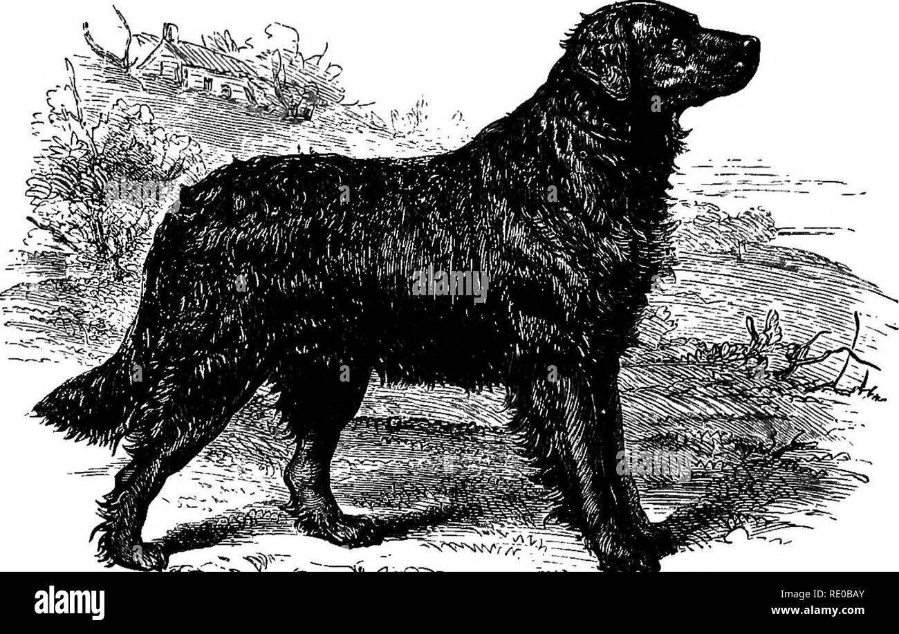The Dog In Health And Disease Comprising The Various Modes Of Breaking And Using Him For