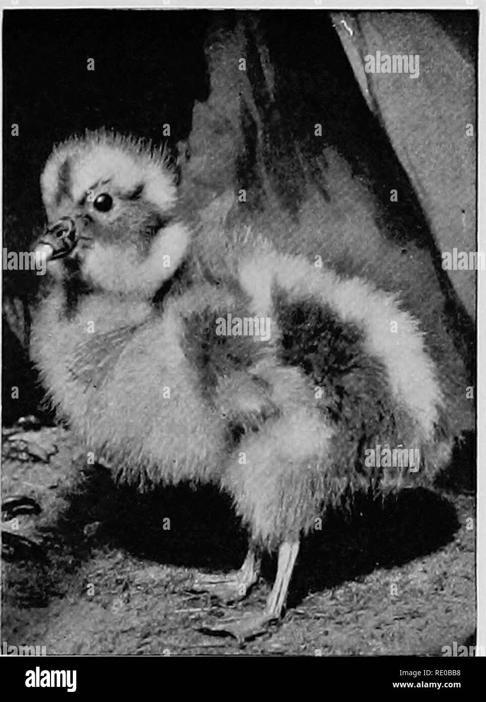 . The infancy of animals. Animal behavior; Natural history. YOUNG ...