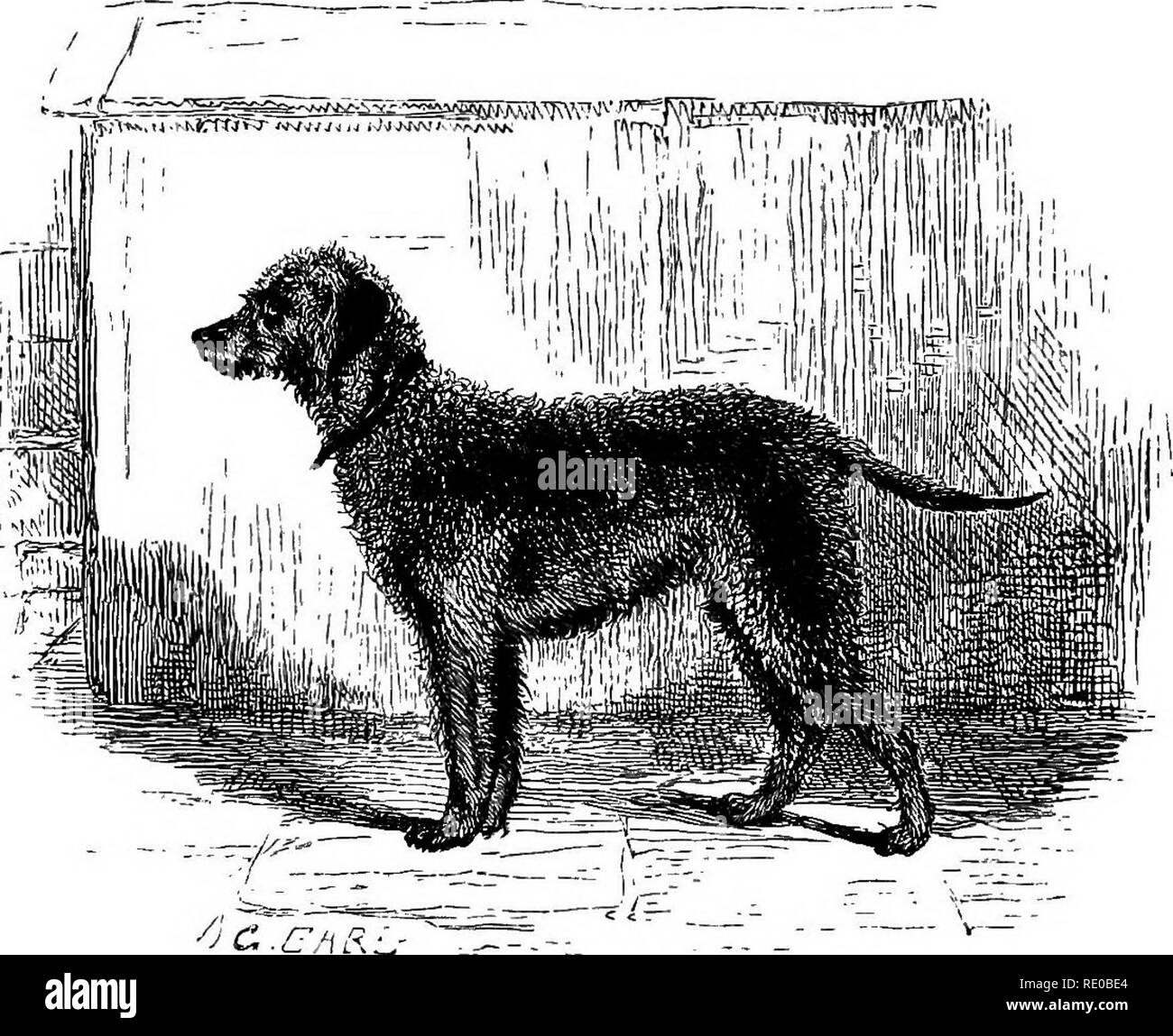 Can You Separate Dogs While Mating