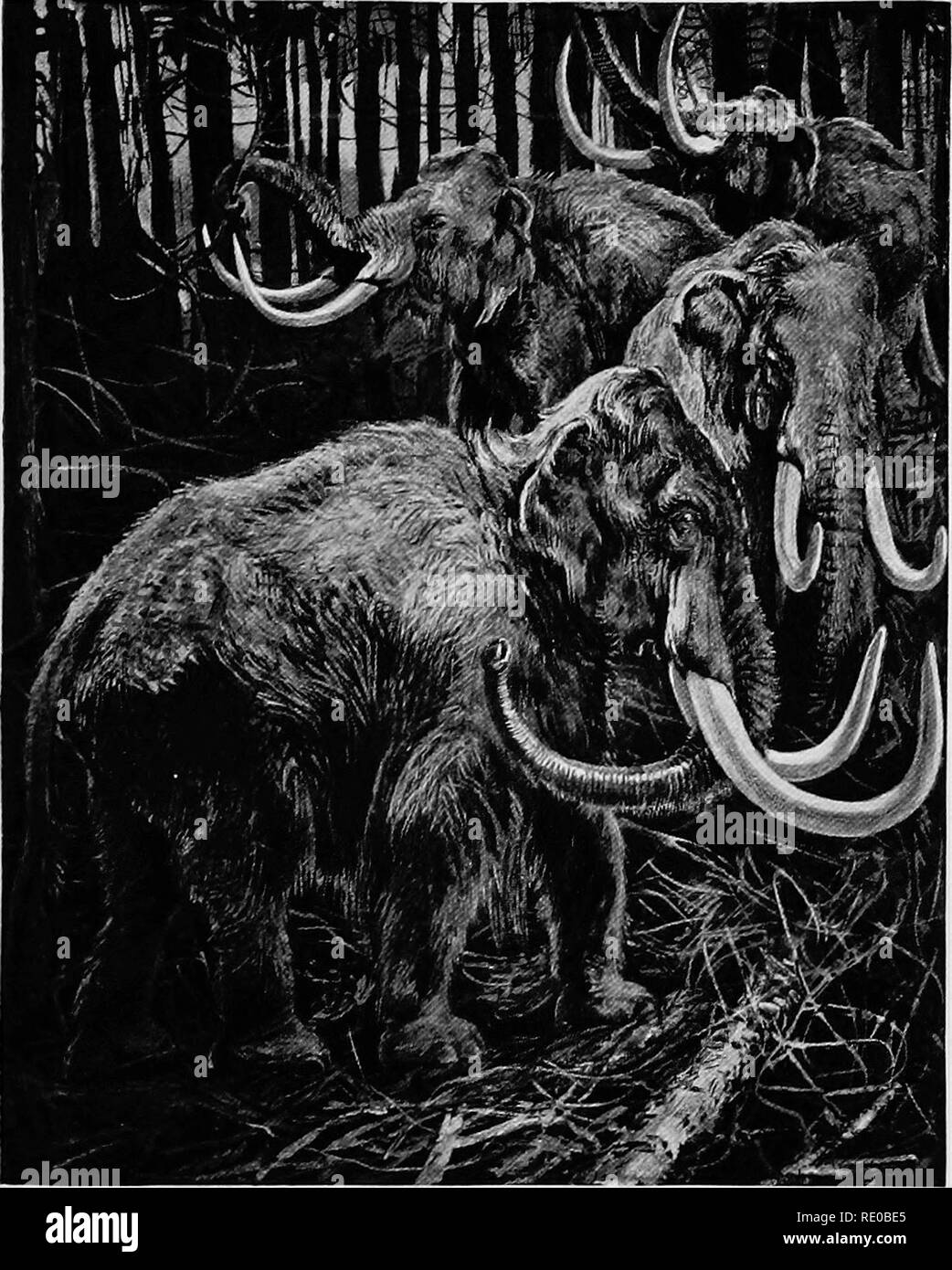 The infancy of animals. Animal behavior; Natural history. After a drawing  by Sir Harry Johnston from "Marvels of the Universe." MAMMOTHS.  The Mammoths, and probably other extinct species of Elephants, were