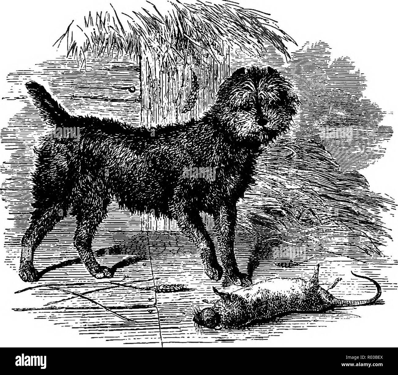 . The dog in health and disease. Comprising the various modes of breaking and using him for hunting, coursing, shooting, etc., and including the points or characteristics of all dogs, which are entirely rewritten. Dog breeds; Dogs. THE SCOTCH TERRIER. 93 Up to the year 1875 an attempt was made to keep the breed before the public by nominally allotting to it a class; but when „the prizes in it always fell to such dogs as Mrs. Foster's &quot;Dun- dreary&quot; and Miss Alderson's &quot;Mozart,&quot; as was the case in 1873, the class was abandoned and special ones constituted for wire- haired ter Stock Photo