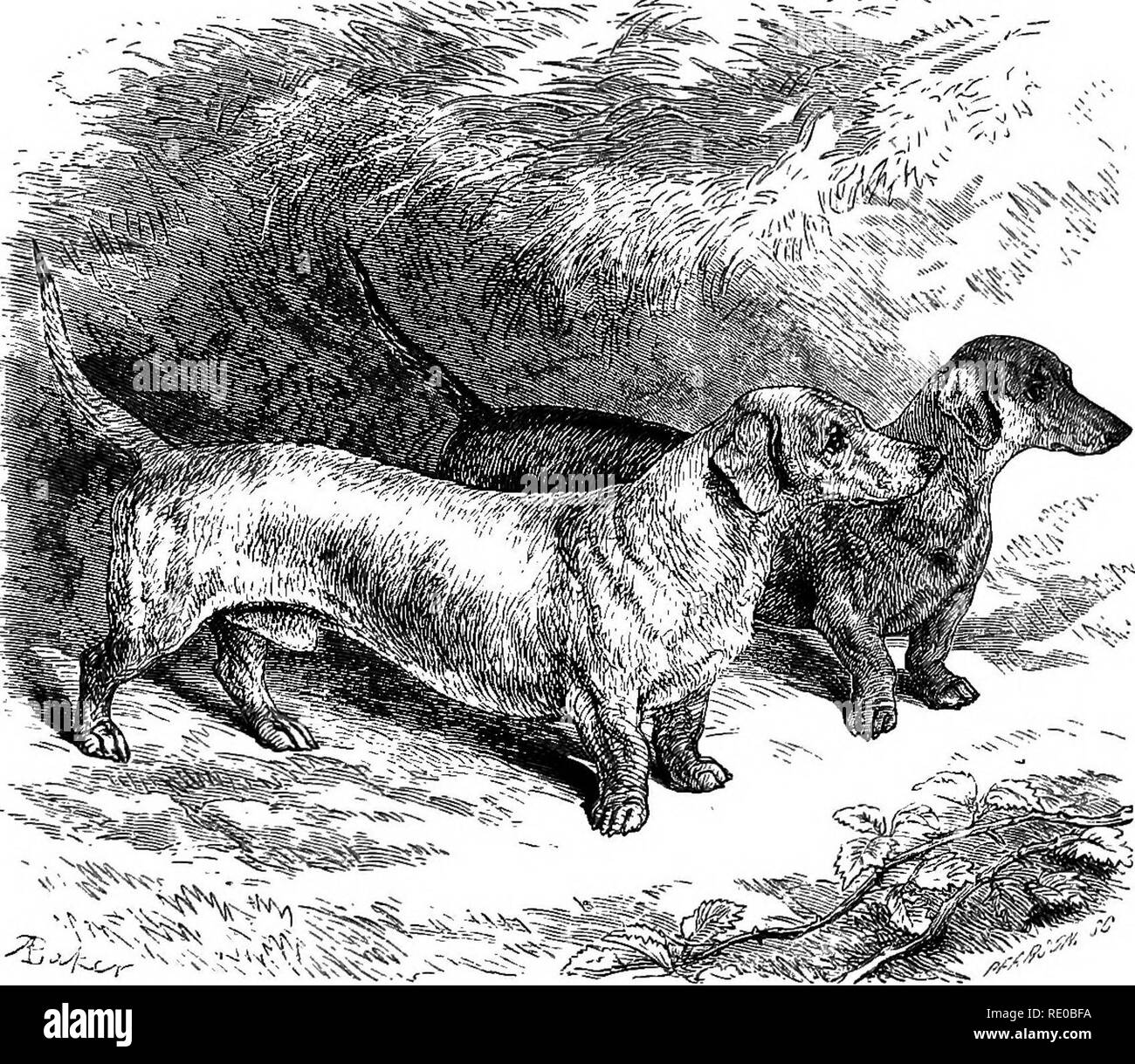 Why Does My Dog Have A Crusty Nose