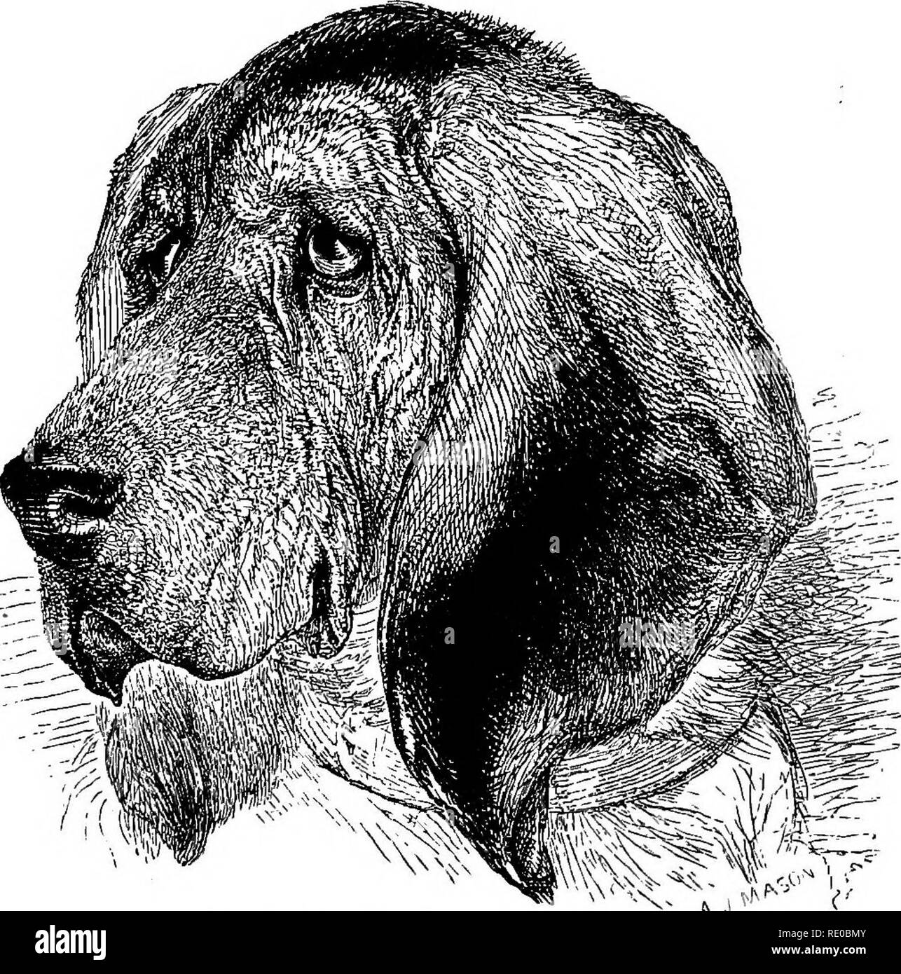. The dog in health and disease. Comprising the various modes of breaking and using him for hunting, coursing, shooting, etc., and including the points or characteristics of all dogs, which are entirely rewritten. Dog breeds; Dogs. DOMESTICATED DOGS. II.—THE BLOODHOUND.. Head of the Bloodhound (Youatt). This breed is so named because it is supposed to possess peculiar powers of scenting the blood flowing from the wounds made in its . quarry. Before the invention of the rifle, the arrow was used to give the first wound, and this was sufficient to enable the forester to make his pick from the he Stock Photo