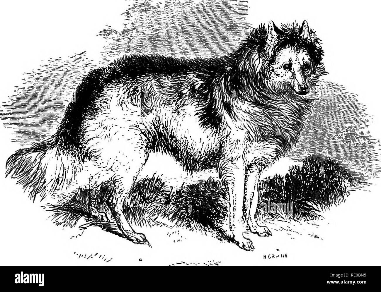 . The dog in health and disease. Comprising the various modes of breaking and using him for hunting, coursing, shooting, etc., and including the points or characteristics of all dogs, which are entirely rewritten. Dog breeds; Dogs. THE FRENCH MATINâTHE HARE-INDIAN â DOG. 43, V.âTHE FRENCH MATIN. In France, as well as in the neighbouring countries, a great variety of more or less greyhound-like dogs is kept for killing hares, in the most poaching &quot;way, as regarded from our point of view, coursing in English style not being carried on there, and also for aiding in killing the wolf. These do Stock Photo