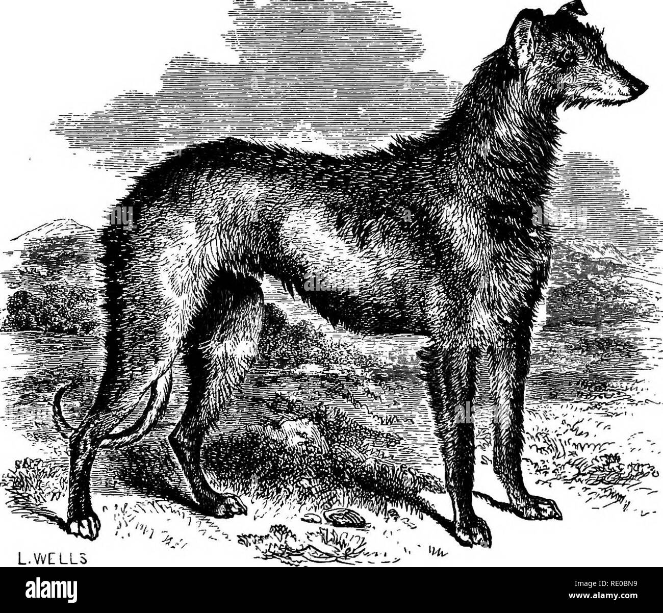 hunting, coursing, shooting 