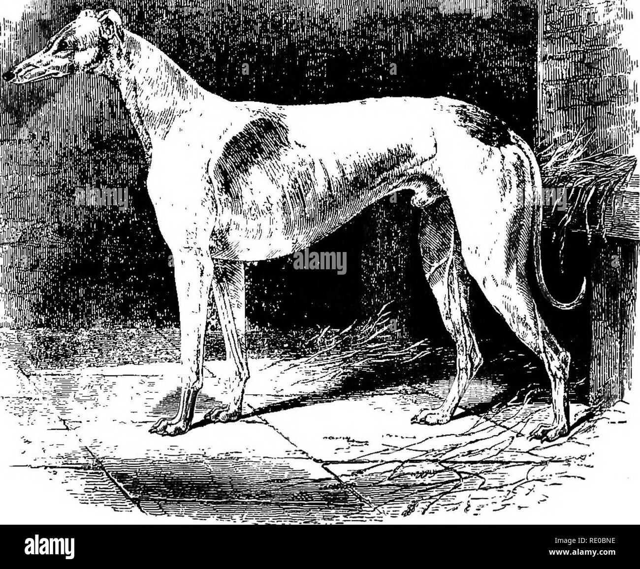 . The dog in health and disease. Comprising the various modes of breaking and using him for hunting, coursing, shooting, etc., and including the points or characteristics of all dogs, which are entirely rewritten. Dog breeds; Dogs. 20 DOMESTICATED DOGS. greyhound in coursing the hare was confined in England to the class who could qualify for that purpose by the possession of £ i oo a year in land; and meetings for that purpose were held only at Swaffham, Lowth, and Ashdown, where clubs were formed, consisting of a limited number of noblemen and county gentlemen. :ii;^«!|!l|lS|»l« :,,,,hllftft: Stock Photo