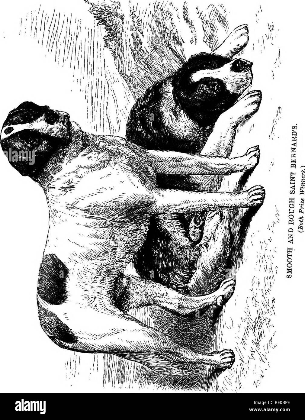 . The dog in health and disease. Comprising the various modes of breaking and using him for hunting, coursing, shooting, etc., and including the points or characteristics of all dogs, which are entirely rewritten. Dog breeds; Dogs. . Please note that these images are extracted from scanned page images that may have been digitally enhanced for readability - coloration and appearance of these illustrations may not perfectly resemble the original work.. Walsh, John Henry, 1810-1888; Armatage, George (Stonehenge, pseud. ). London, Longmans, Green Stock Photo