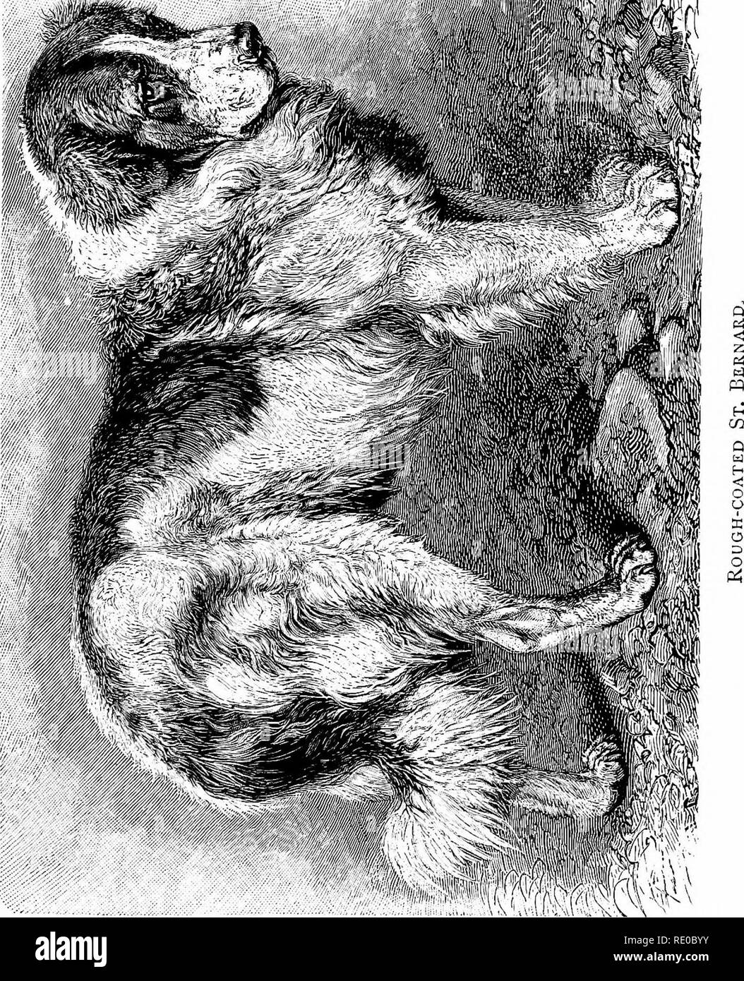 . The dog, its varieties and management in health, by &quot;Stonehenge&quot; [pseud.] with its diseases and their treatment. Dog breeds; Dogs. -&quot;• 'fi . 1 '. Please note that these images are extracted from scanned page images that may have been digitally enhanced for readability - coloration and appearance of these illustrations may not perfectly resemble the original work.. Walsh, John Henry, 1810-1888; Armatage, George (Stonehenge, pseud. ). London, Frederick Warne and Co Stock Photo
