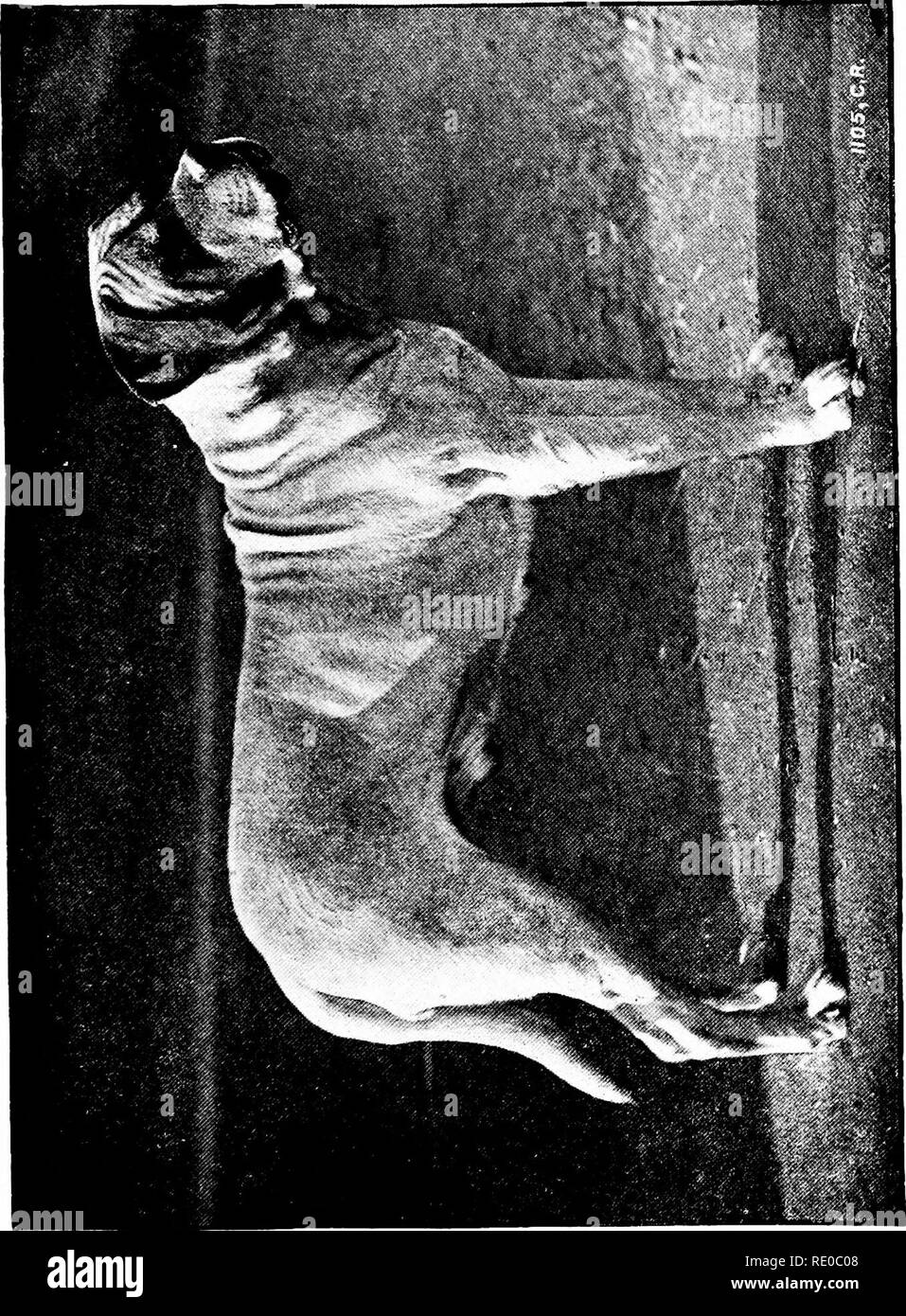 . The dog, its varieties and management in health, by &quot;Stonehenge&quot; [pseud.] with its diseases and their treatment. Dog breeds; Dogs. . Please note that these images are extracted from scanned page images that may have been digitally enhanced for readability - coloration and appearance of these illustrations may not perfectly resemble the original work.. Walsh, John Henry, 1810-1888; Armatage, George (Stonehenge, pseud. ). London, Frederick Warne and Co Stock Photo