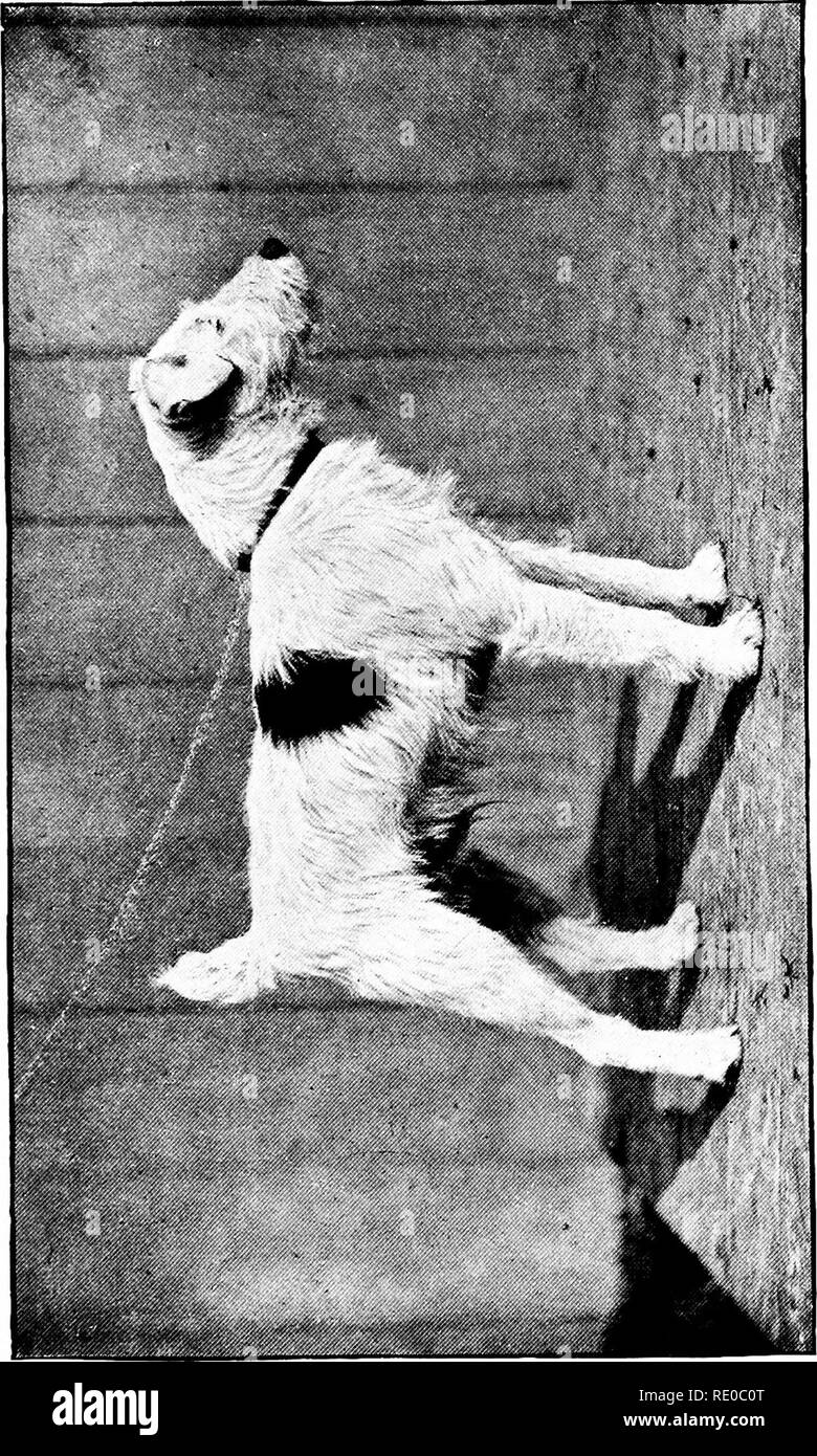 . The dog, its varieties and management in health, by &quot;Stonehenge&quot; [pseud.] with its diseases and their treatment. Dog breeds; Dogs. X u. Please note that these images are extracted from scanned page images that may have been digitally enhanced for readability - coloration and appearance of these illustrations may not perfectly resemble the original work.. Walsh, John Henry, 1810-1888; Armatage, George (Stonehenge, pseud. ). London, Frederick Warne and Co Stock Photo
