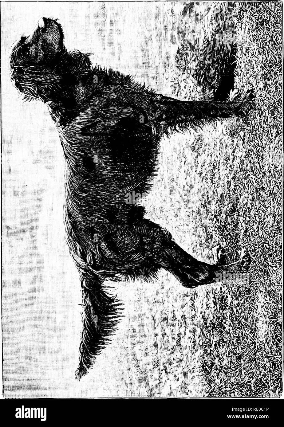 . The dog, its varieties and management in health, by &quot;Stonehenge&quot; [pseud.] with its diseases and their treatment. Dog breeds; Dogs. . Please note that these images are extracted from scanned page images that may have been digitally enhanced for readability - coloration and appearance of these illustrations may not perfectly resemble the original work.. Walsh, John Henry, 1810-1888; Armatage, George (Stonehenge, pseud. ). London, Frederick Warne and Co Stock Photo