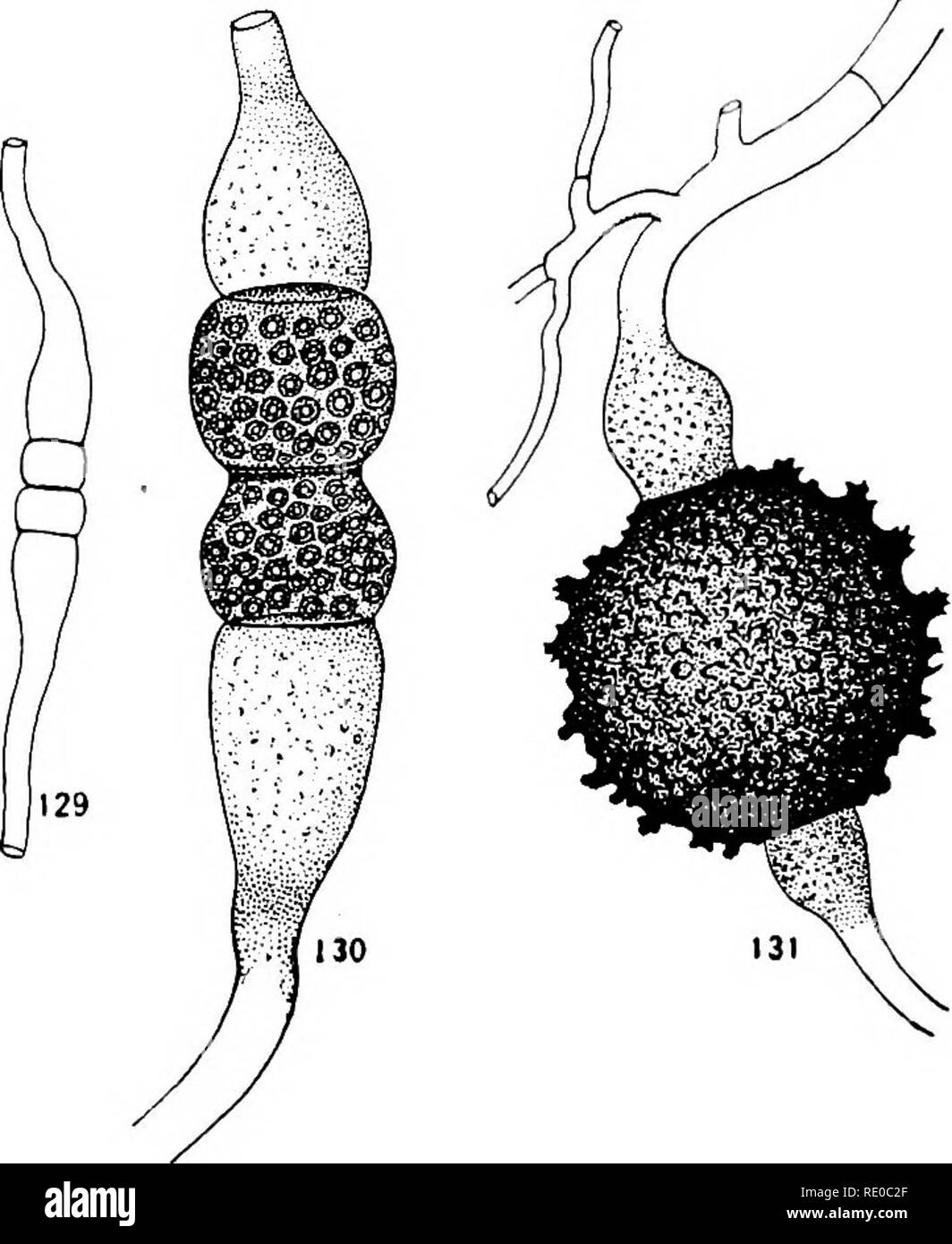. Senescence and rejuvenescence. Age; Reproduction. Figs. 128-131.—Gametes of fungi: Fig. 128, oogonium of SaproUgnia, contain- ing several eggs and antheridial tube piercing its wall in fertilization (from Coulter, etc., '10); Figs. 129-131, three stages in formation and union of gametes in Mucor (from Brefeld, '72). the spermatogenous cells undergo numerous divisions and finally give rise to spermatozoids. The female gamete, on the other hand, is not separated from other non-gametic cells until the last division preceding fertihzation. Figs. 133-39 show the development of the archegonium of  Stock Photo