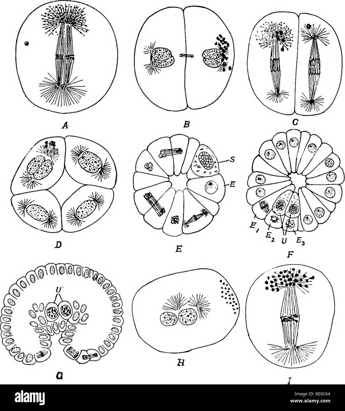 . The germ-cell cycle in animals . Cells. Fig. 49. — Stages in the keimbahn of copepods. A—G. Cyclops fuscus var. distinctus. H. Diaptomus coeruleus. I. Cyclops viridis. A. Ectosomes at end of first cleavage spindle. B. Two-cell stage; ectosomes dissolving. C. Old and newly formed ectosomes at end of one of second cleavage spindles. D. Eight-cell stage; ectosomes dissolving in stem-cell. E. Sixteen- to twenty-eight-cell stage. S = cell with, B = cell without, granules. F. One hundred and twelve-cell stage with two primordial germ cells (v) and three en- toderm cells (£). G. Two hundred and for Stock Photo