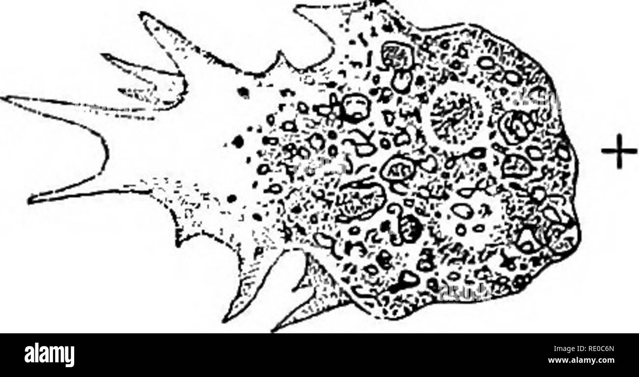 . Experimental morphology. Protoplasm; Growth. A B Fig. 32 ...
