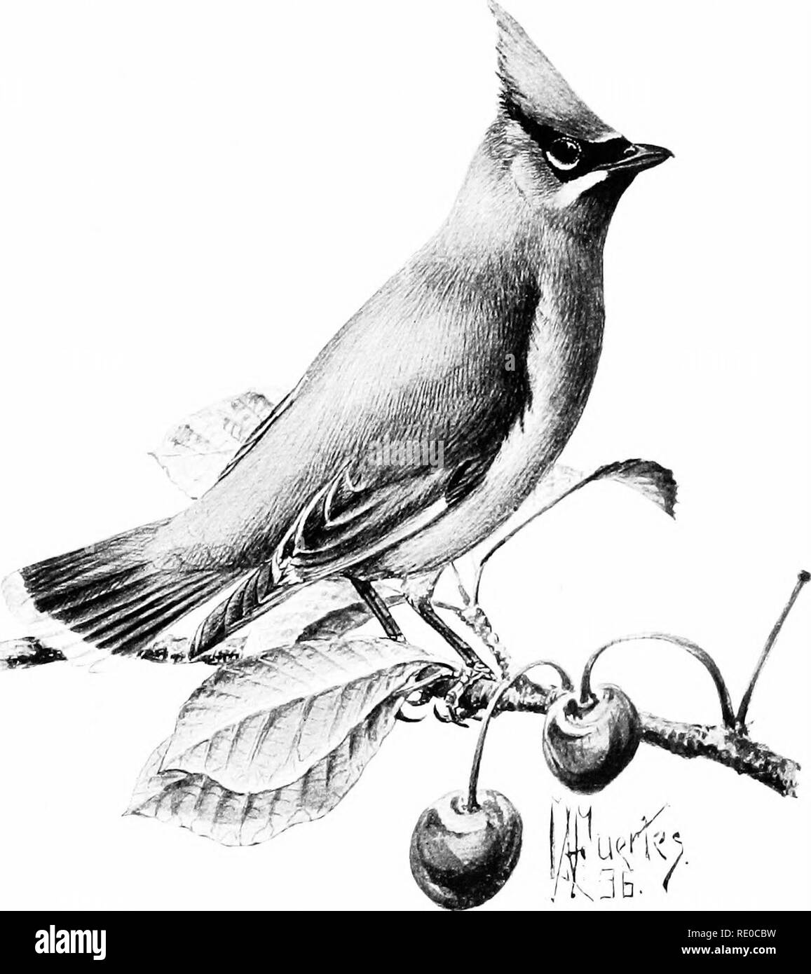 . Birdcraft : a field book of two hundred song, game, and water birds . Birds. PLATE 22.. mv CEDAR WAX WING. Length, 6.50-7.25 inches.. Please note that these images are extracted from scanned page images that may have been digitally enhanced for readability - coloration and appearance of these illustrations may not perfectly resemble the original work.. Wright, Mabel Osgood, 1859-1934; Fuertes, Louis Agassiz, 1874-1927. New York : Macmillan Stock Photo
