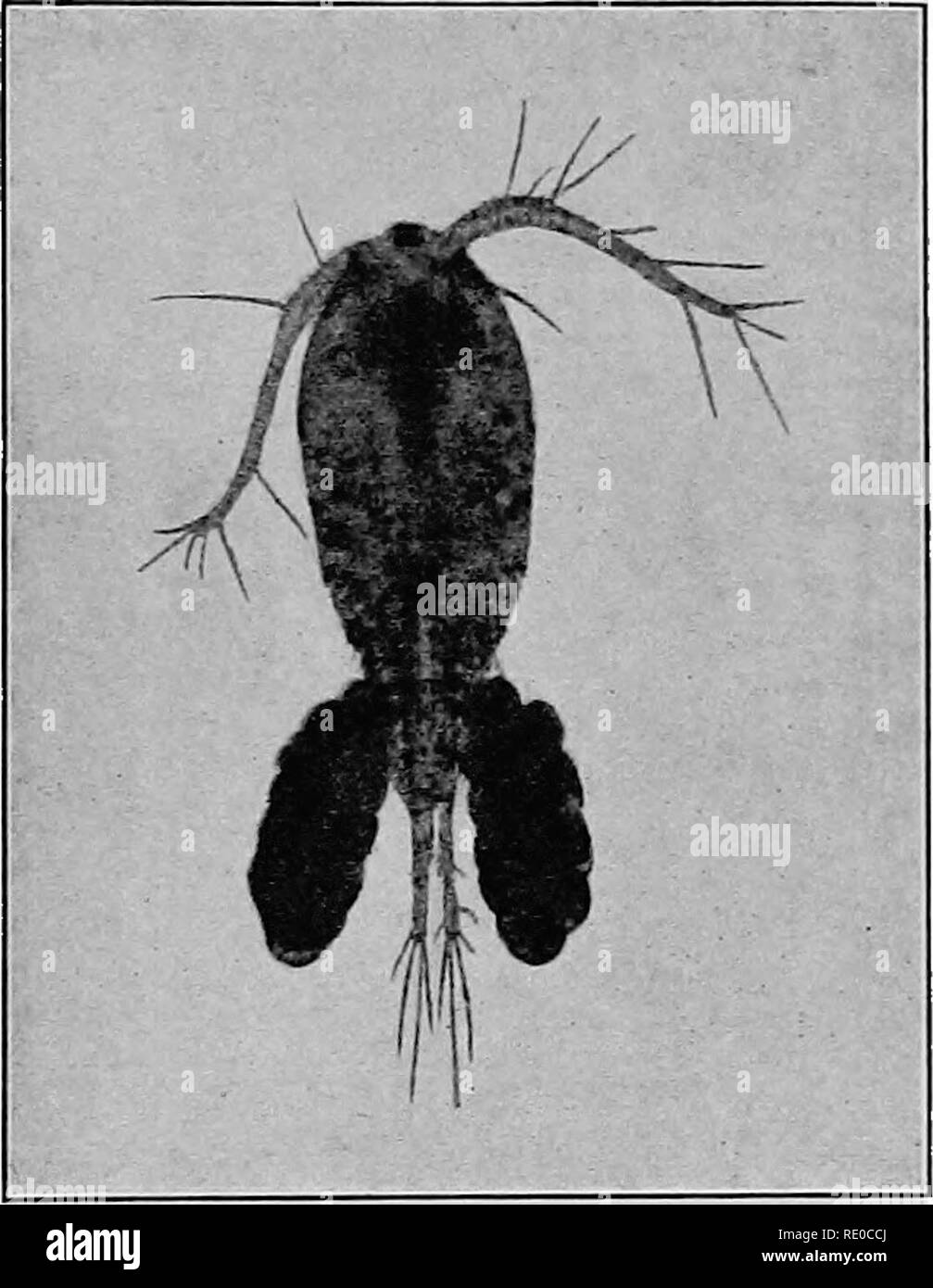 . The life of inland waters; an elementary text book of fresh-water biology for American students. Freshwater biology. Copepods 189 The species of Diaptomus are remarkable for having usually very long antennas and often a very lively red color. Sometimes they tinge the water with red, when present in large numbers. Copepods feed upon animals plancton and algae, especially diatoms. They are themselves important food for fishes, especially for young fishes. The higher Crustacea, (Malacostraca) are rep- resented in ovir fresh waters by four distinct groups, all of which agree in having the body c Stock Photo