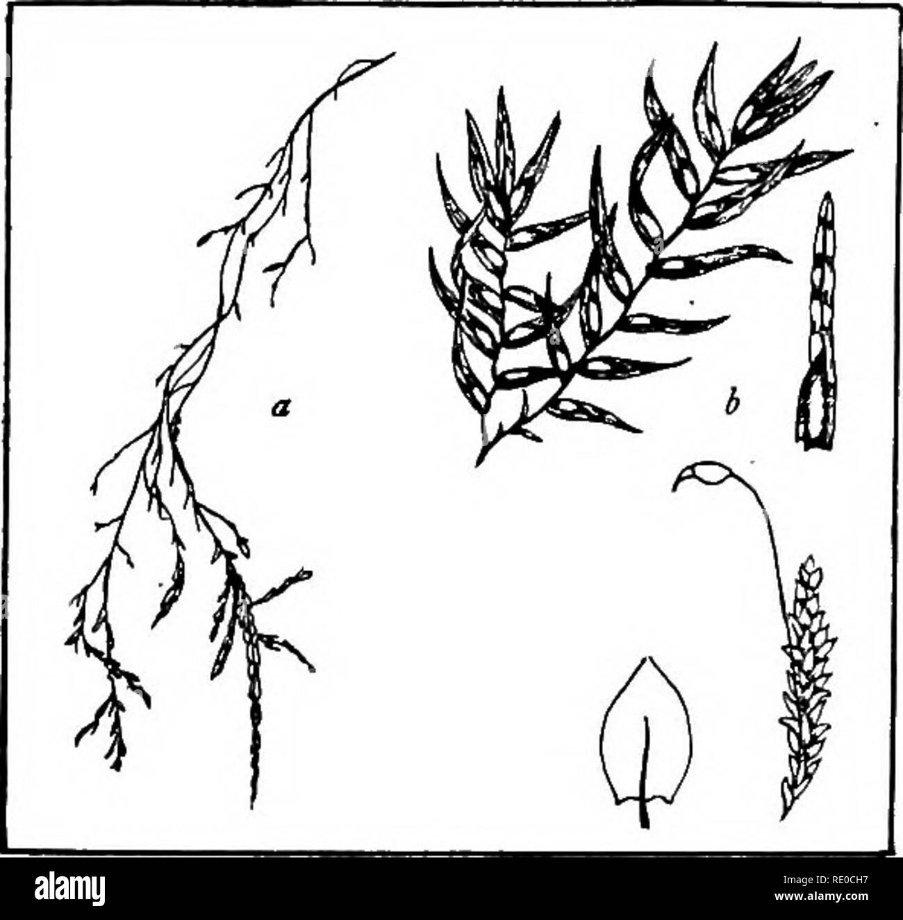 brooks größen