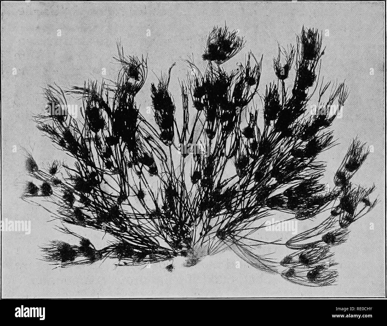 . The life of inland waters; an elementary text book of fresh-water biology for American students. Freshwater biology. The Stmeworts 137 The stoneworts (Chafacede)^—-TJiig group:is well repre- serited in freshwater by two oonimoii genera, well known to every biological laboratory student, Char a and Nitella. Both grow in protected shoals, and in the borders of clear lakes at depths below the heavy beating of the waves. Both are brittle and cannot withstand. Pig, 55. Nitella glomerulifera. wave action. Both prefer the waters that flow off from calcareous soils, and are oftenest found attached t Stock Photo