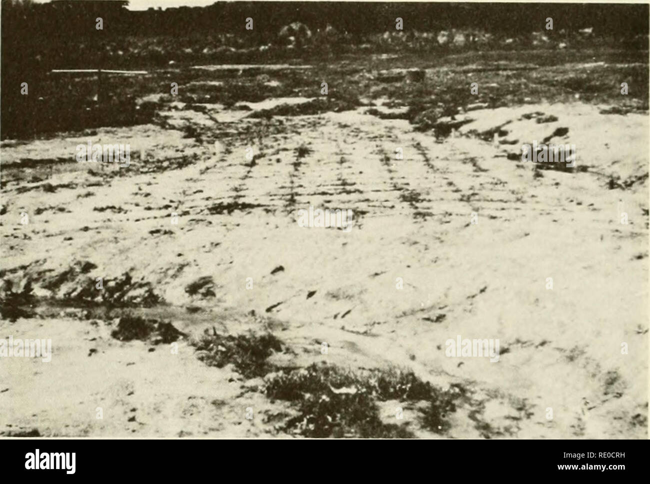 . Ecological study of the Amoco Cadiz oil spill : report of the NOAA-CNEXO Joint Scientific Commission. Amoco Cadiz (Ship); Oil spills -- Environmental aspects France; Oil spills -- Environmental aspects North Atlantic Ocean. FIGURE 56. Experimental planting of Puccinellia at Kerlavos in May 1979 just after planting.. Please note that these images are extracted from scanned page images that may have been digitally enhanced for readability - coloration and appearance of these illustrations may not perfectly resemble the original work.. NOAA-CNEXO Joint Scientific Commission. [Rockville, Md. ] : Stock Photo