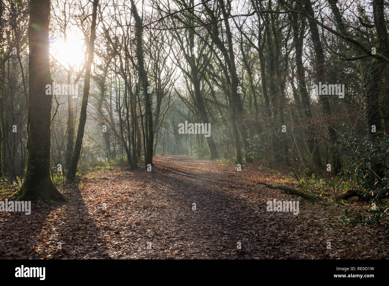 The sun shines through the winter woodland at Callington Newbridge woods, Cornwall, UK Stock Photo