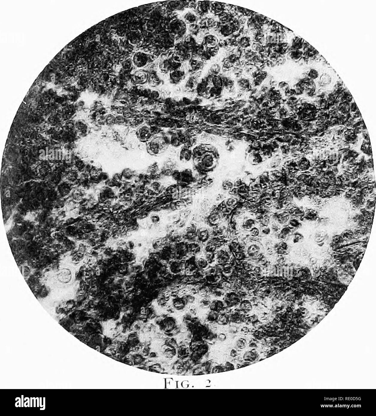 Photomicrography Stock Photos & Photomicrography Stock Images Alamy