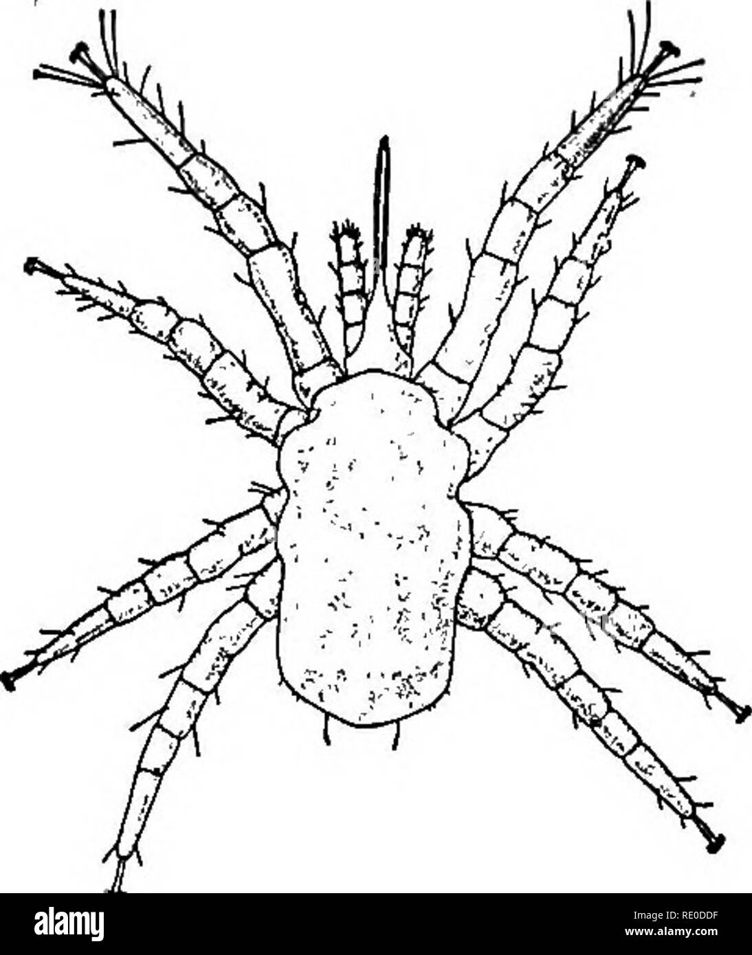 . Diseases of domesticated birds. Poultry; Poultry; Birds. EXTEENAL PAEASITES 215 The parasite is widely distributed throughout the world. Its depredations are more serious in warmer countries because of favor- able climatic conditions. Habits. During the daytime the mites collect in cracks, or under droppings and rubbish. They make their.way at night to the birds on the roost where they cause annoyance while engorging with blood. Occasion- ally mites will attack hens on the nest during the daytime. When engorged, the mite leaves the bird. Some mites that fail to become engorged the same night Stock Photo