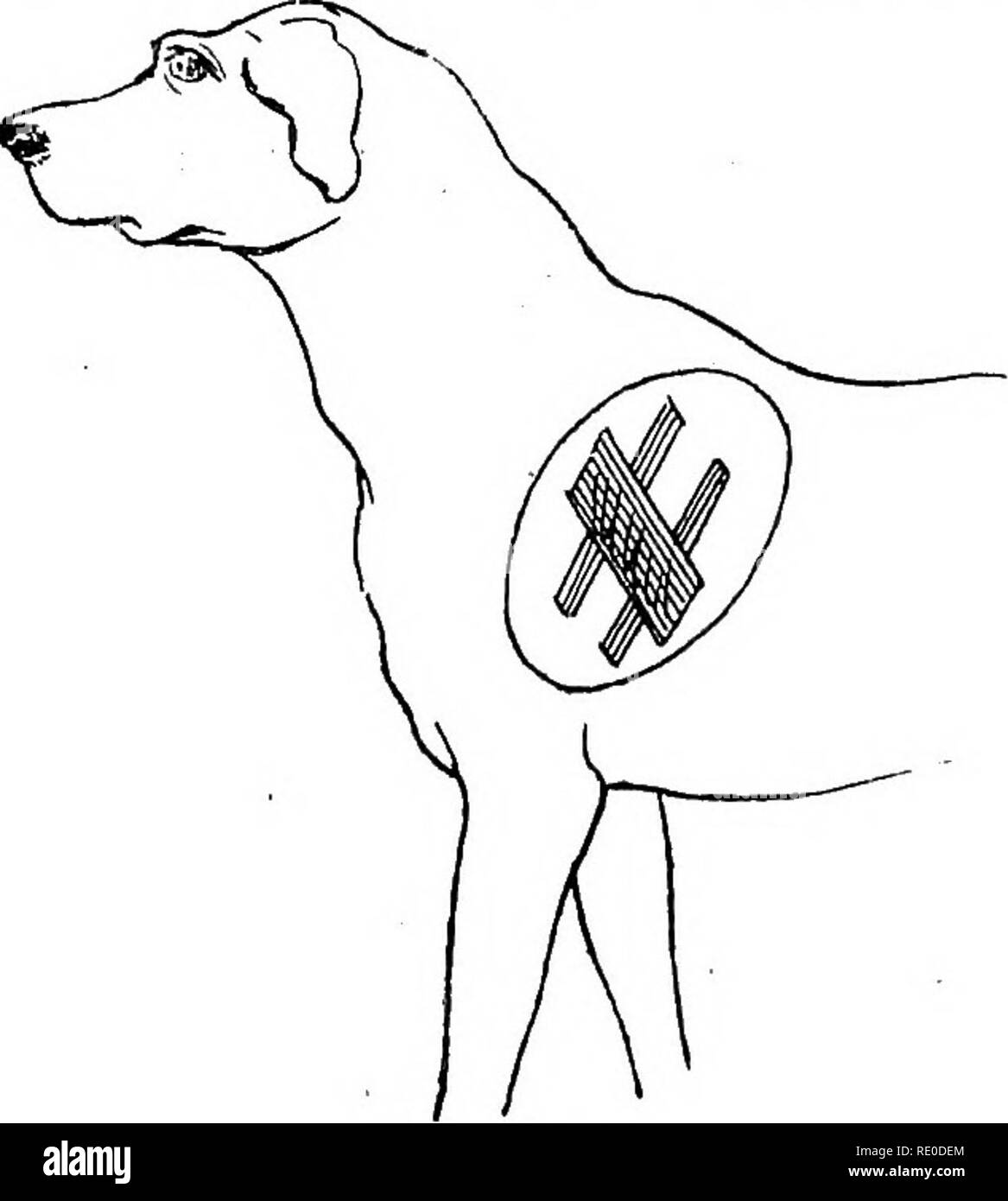 Do Dogs Have Bones In Their Neck