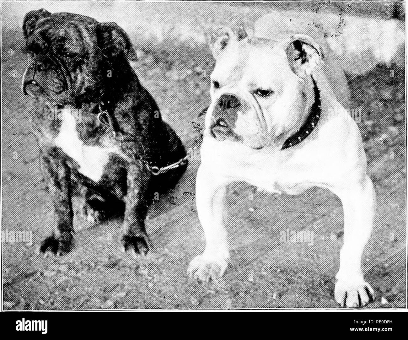 The Management And Diseases Of The Dog Dogs Great Dank A Zri N Quot Bv Morro Ex Nllrthkrn Luiht From 1 Pliotoi Iripli By Thos Full F R I S O It Ika Slini U L Mr Luke Crabtree S Bill