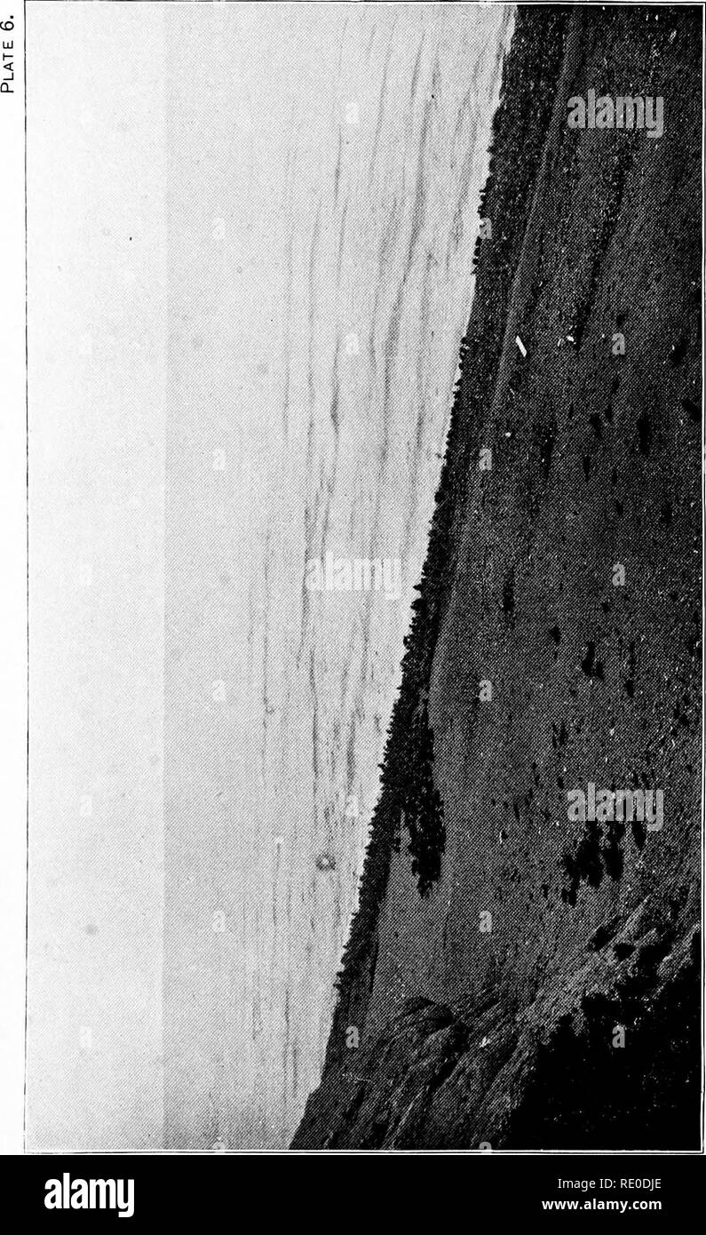 . The fur seals and fur-seal islands of the North Pacific ocean. Sealing; Seals (Animals). . Please note that these images are extracted from scanned page images that may have been digitally enhanced for readability - coloration and appearance of these illustrations may not perfectly resemble the original work.. United States. Dept. of the Treasury. Commission on Fur-Seal Investigations; Jordan, David Starr, 1851-1931; Stejneger, Leonhard, 1851-1943; Lucas, Frederic A. (Frederic Augustus), 1852-1929; Moser, Jefferson F; Townsend, Charles Haskins, 1859-; Clark, George Archibald, 1864-1918; Murr Stock Photo